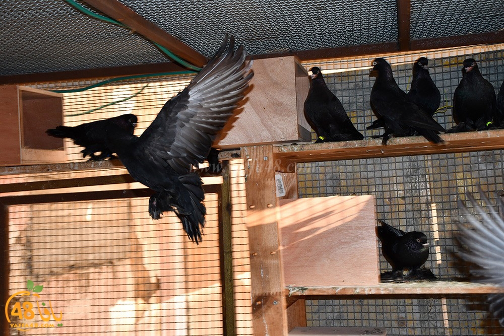 zohdi 3ashoor (63).jpeg